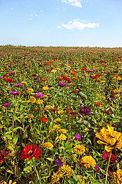 《贪婪之秋2：垂死世界》外媒6分评价 需要打磨